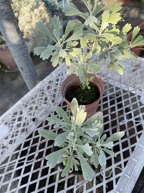 芙蓉菊避邪|【家庭親子】〈植物大觀園〉辟邪植物 有帶有保庇